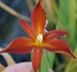 Iris Louisianna-RED Hardy Marginal (Bog) Plants Potted 6pk-0