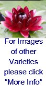 Hardy Water Lilies "Red" 3pk Bare Root