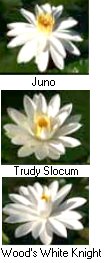 Tropical Water Lilies (Night Blooming) "White" 3 pk Bare Root-0
