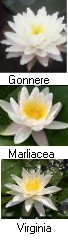 Hardy Water Lilies "White" 3pk 4 1/2" Pots