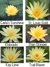 Tropical Water Lilies (Day Blooming) "Yellow" 3 pk Bare Root-0