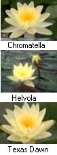 Hardy Water Lilies "Yellow" 3pk 4 1/2" Pots