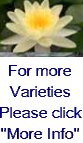 Hardy Water Lilies "Yellow" 3pk Bare Root-0