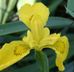 Iris Louisianna-YELLOW Hardy Marginal (Bog) Plants Potted 6pk-0
