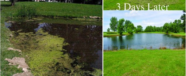 Before and After Crystal Plex Algae Control