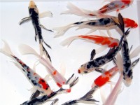 Butterfly Koi Pond Packs-0