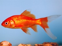 Comet Goldfish