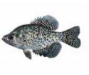 2" - 3" Black Crappie (10 per pack)-0