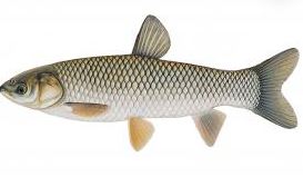 8" - 11" Grass Carp (10 per pack)-0