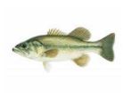 2" - 3" Largemouth Bass (pack of 10)-0