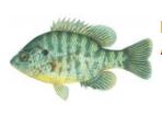 1" - 3" Redear Sunfish (10 per pack)-0